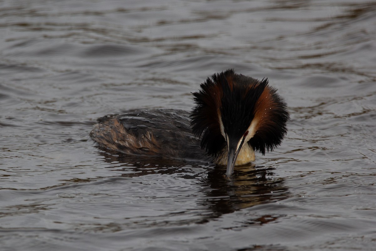Great Crested Grebe - ML620576397