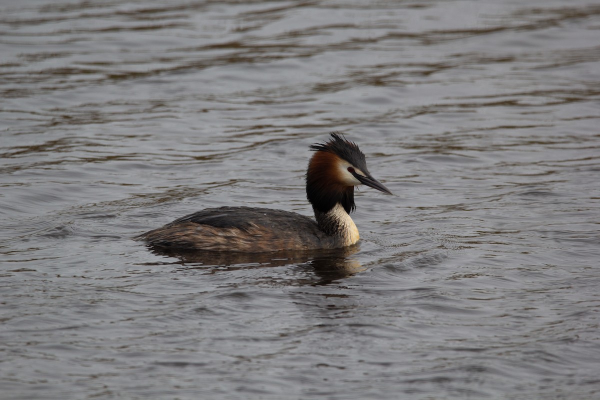Great Crested Grebe - ML620576398