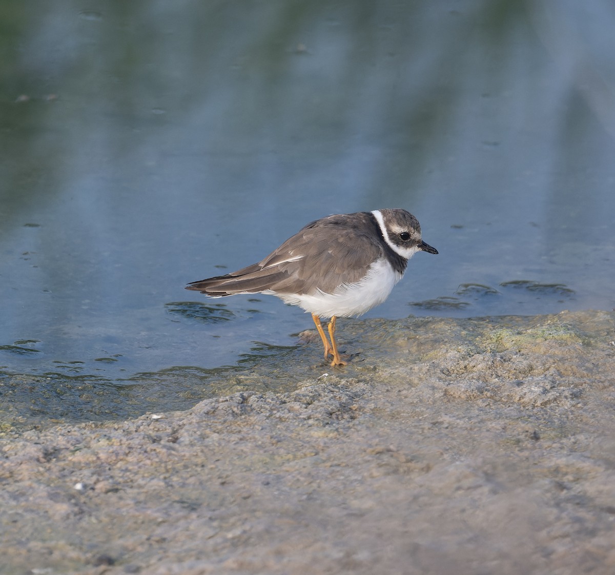 Common Ringed Plover - ML620576424
