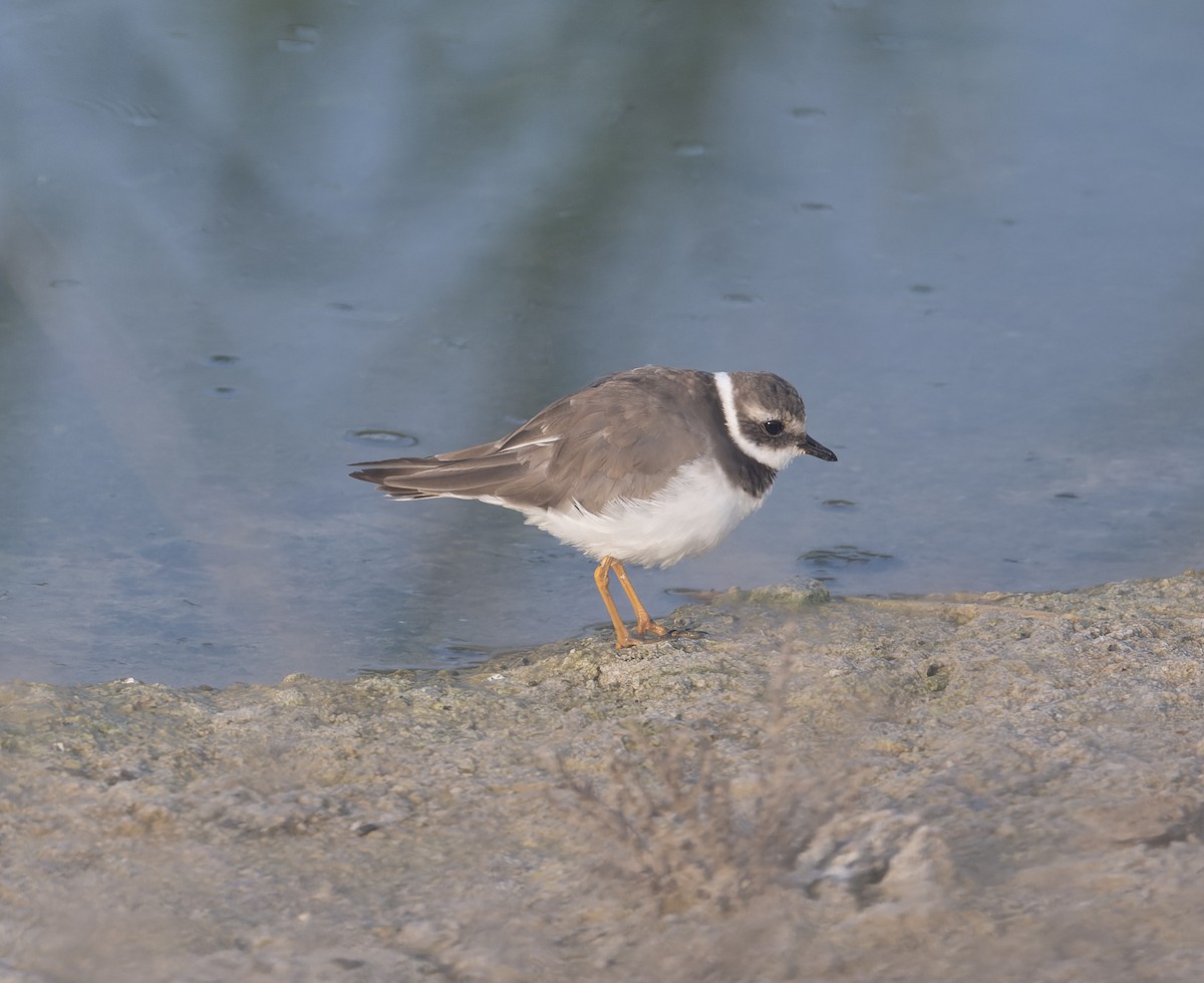 Common Ringed Plover - ML620576425