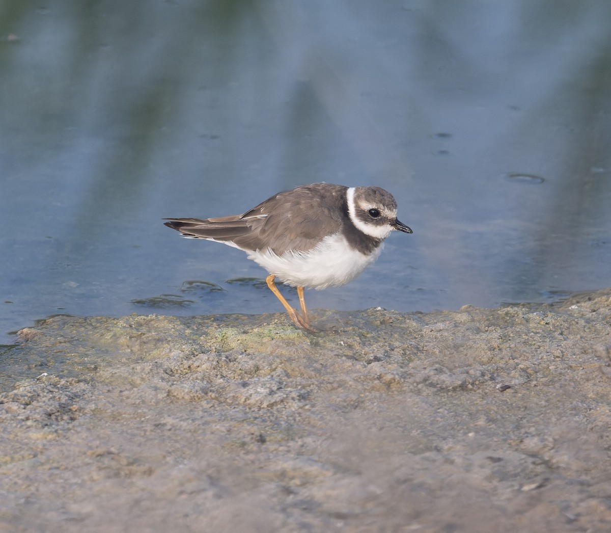 Common Ringed Plover - ML620576426