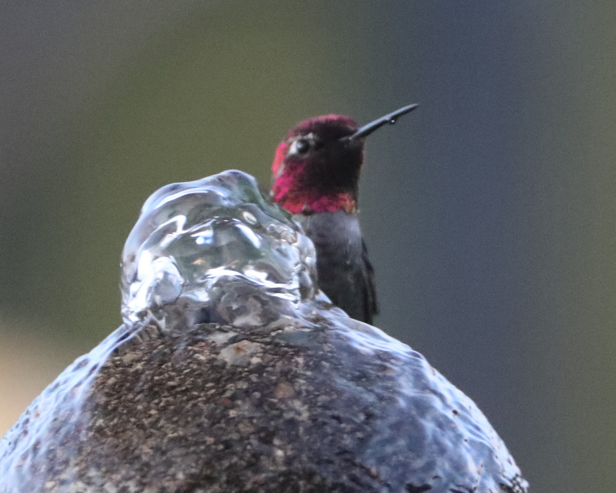 Anna's Hummingbird - ML620576427