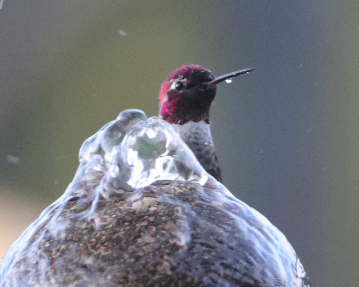 Anna's Hummingbird - ML620576428