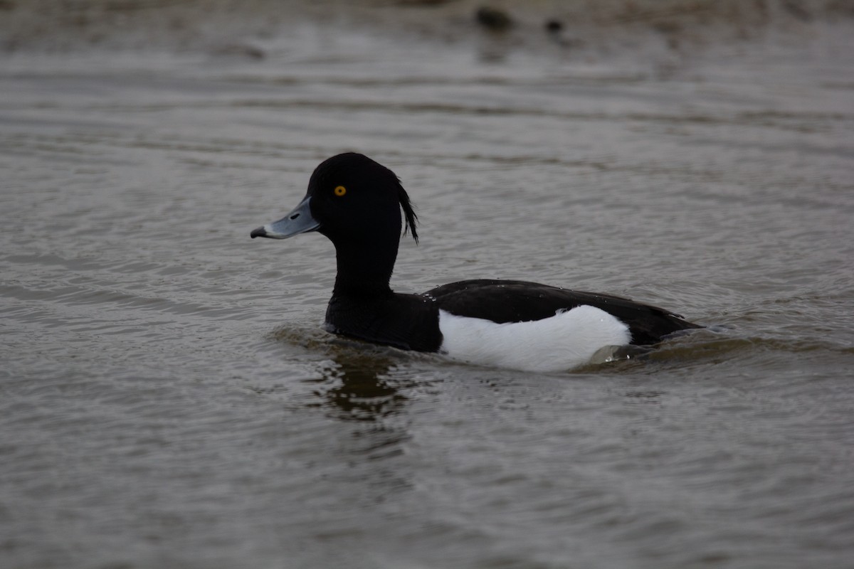 Tufted Duck - ML620576432