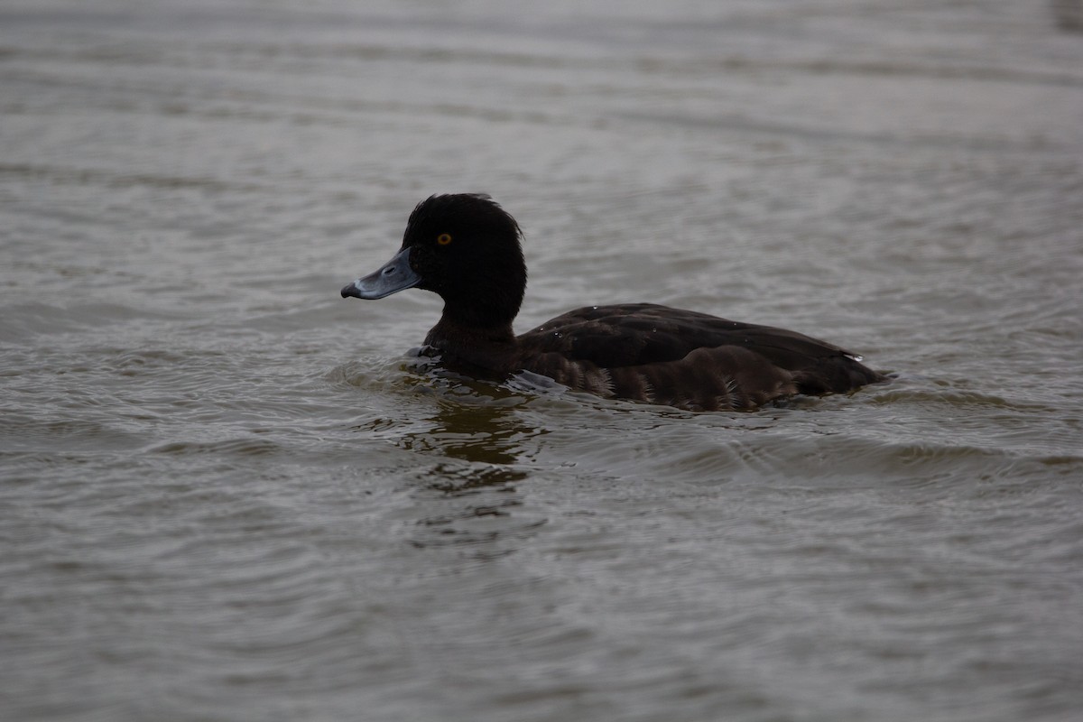 Tufted Duck - ML620576433