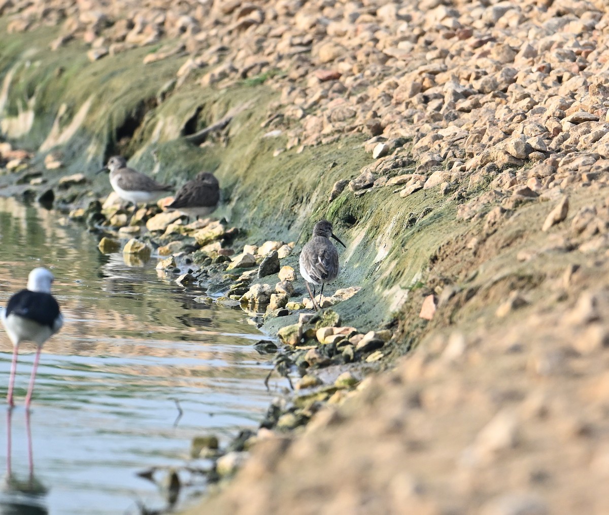 Curlew Sandpiper - ML620576442