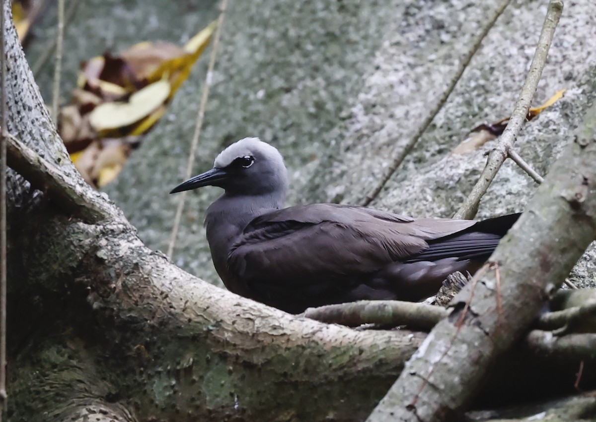 Brown Noddy - ML620576448