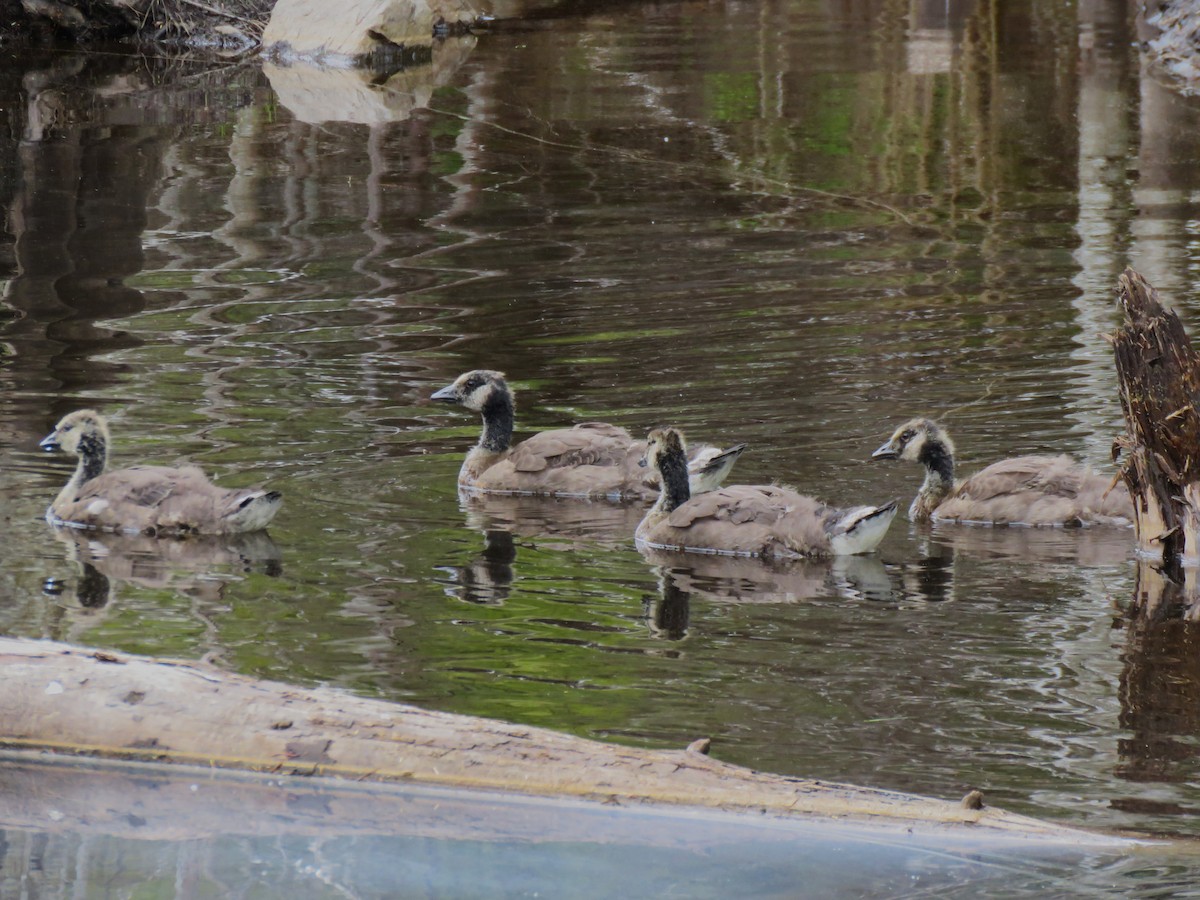 Canada Goose - ML620576454