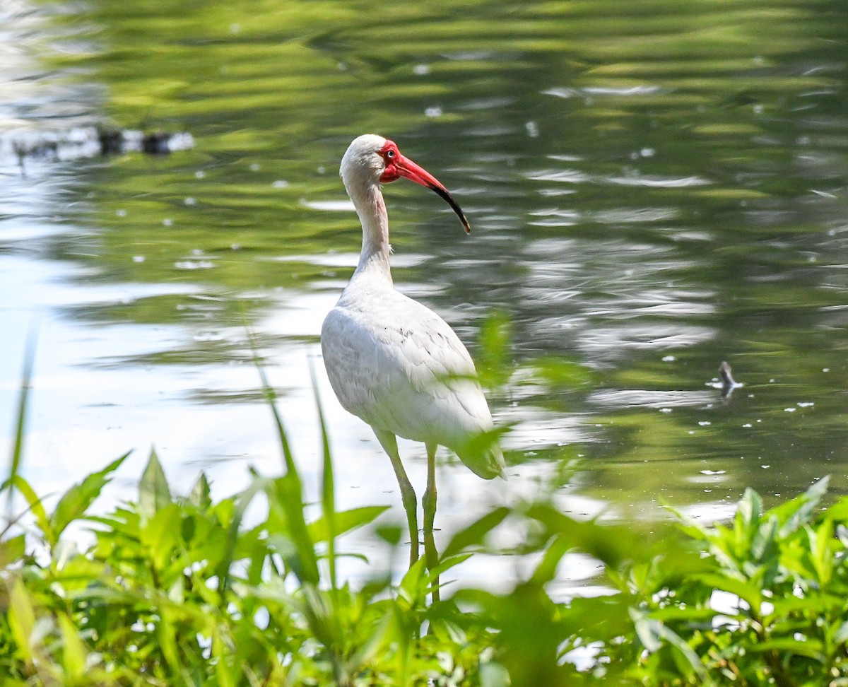 White Ibis - ML620576455