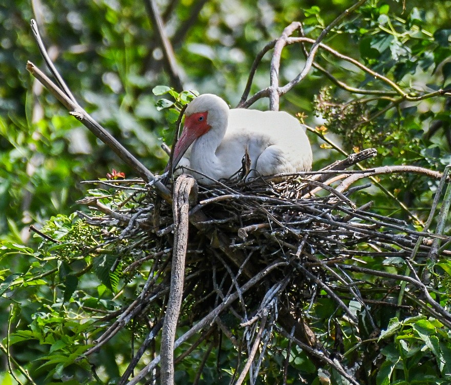 White Ibis - ML620576456