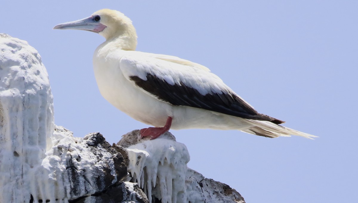 Red-footed Booby - ML620576457
