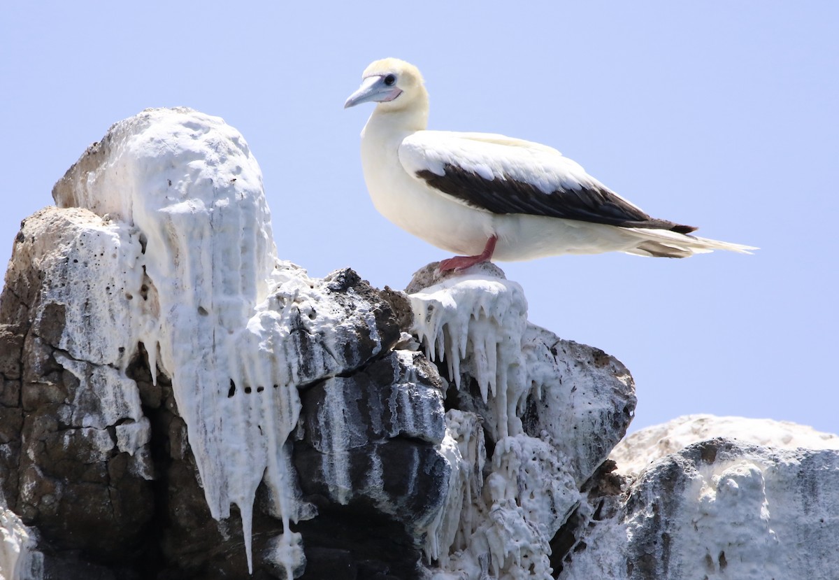 Red-footed Booby - ML620576458