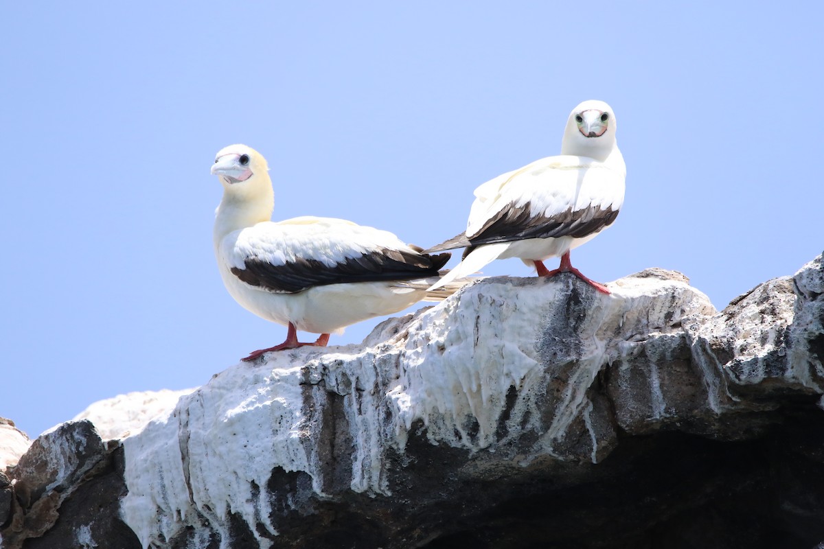 Red-footed Booby - ML620576459