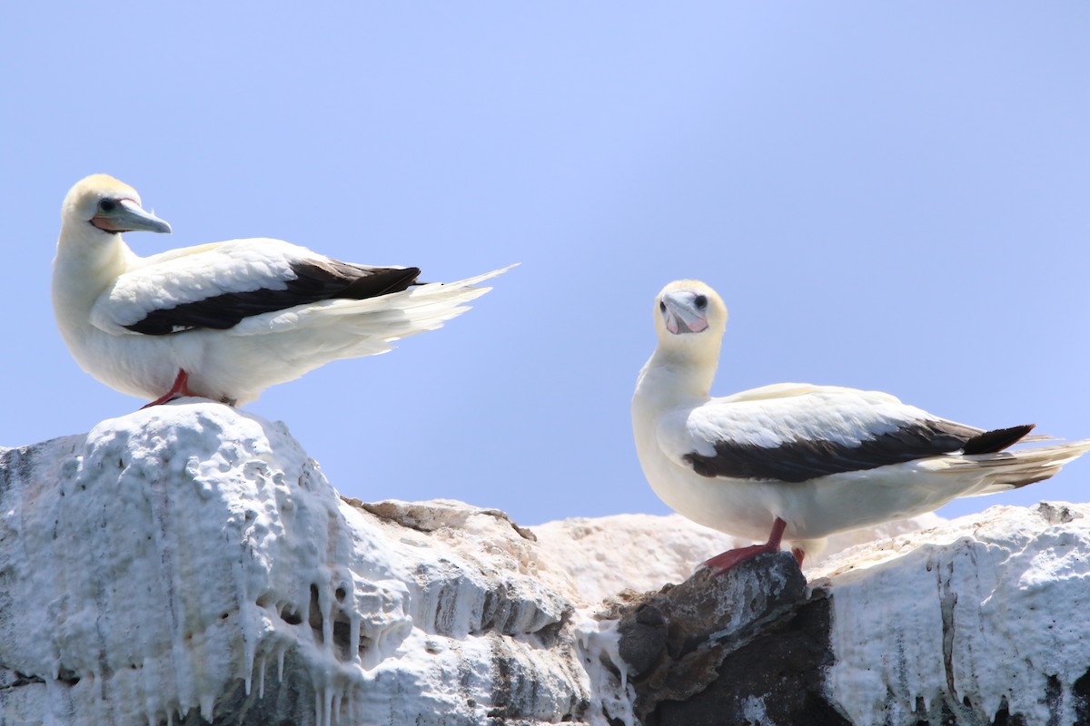 Red-footed Booby - ML620576460