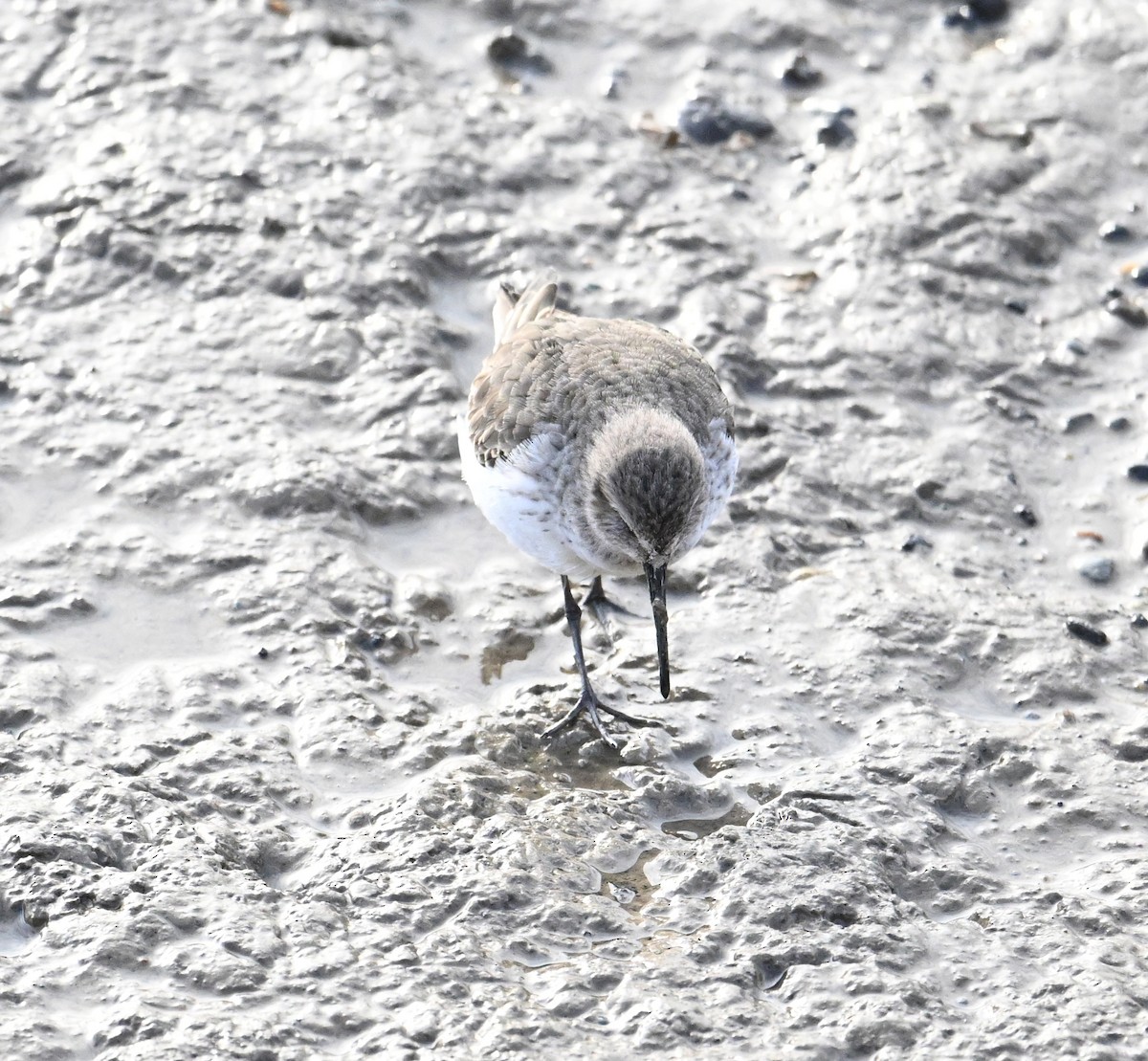 Dunlin - ML620576467