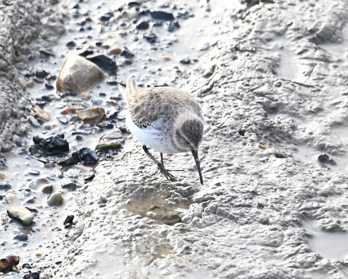 Dunlin - ML620576471