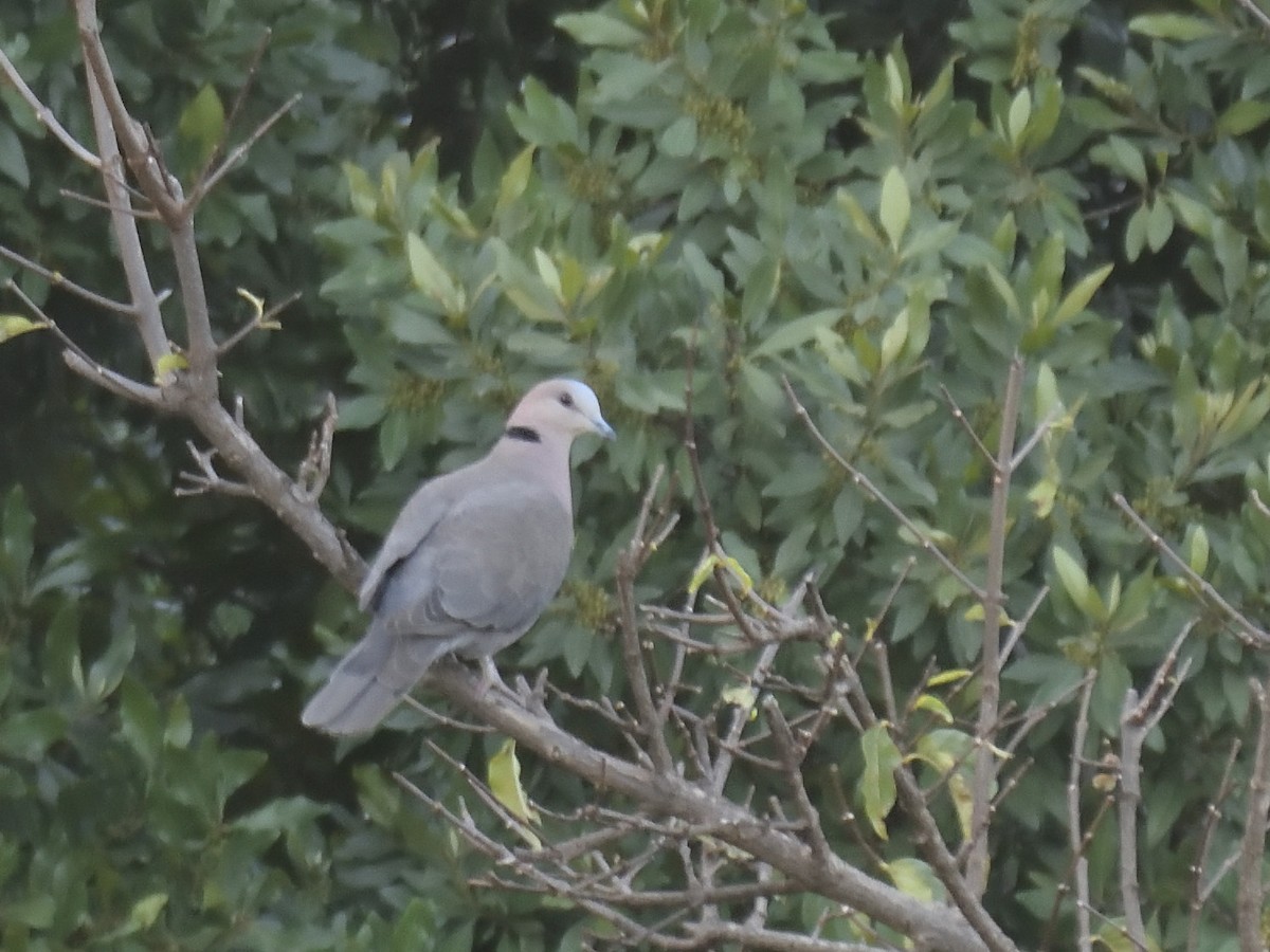 Ring-necked Dove - ML620576475