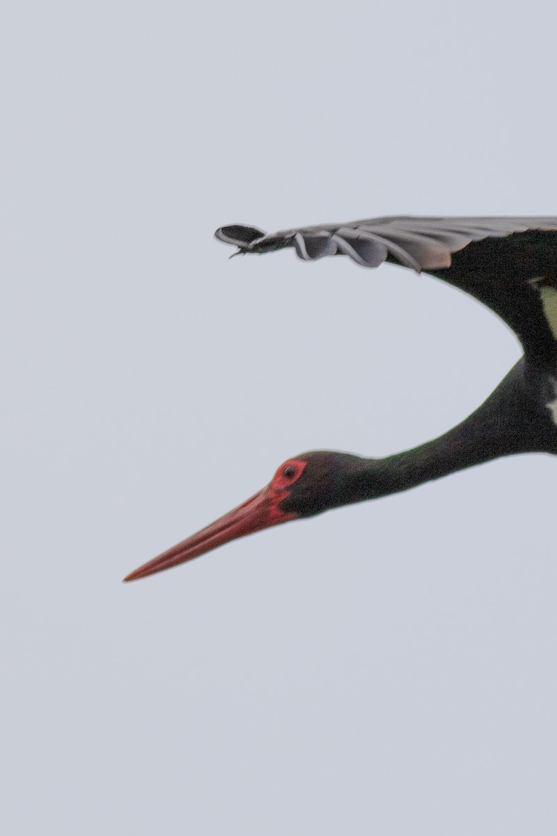 Black Stork - ML620576514