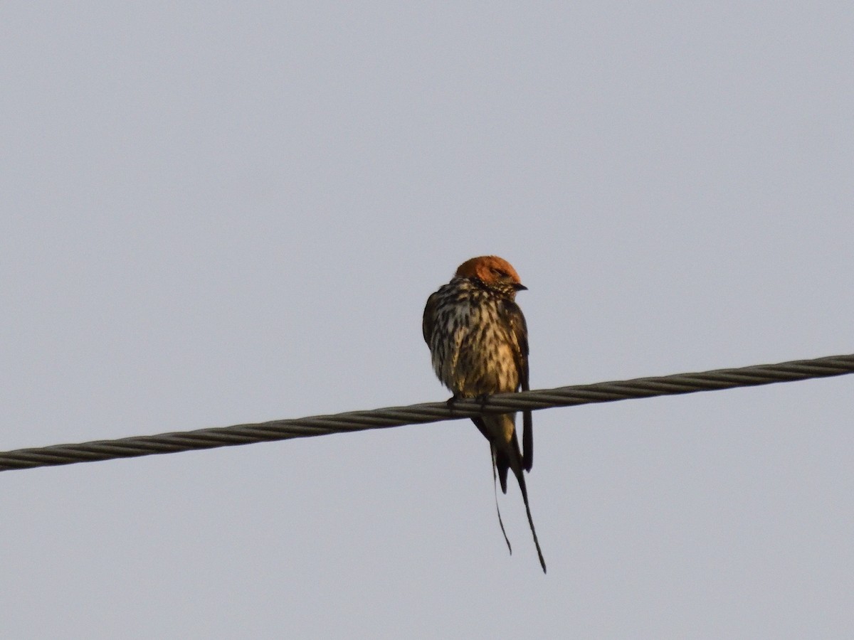 Lesser Striped Swallow - ML620576515