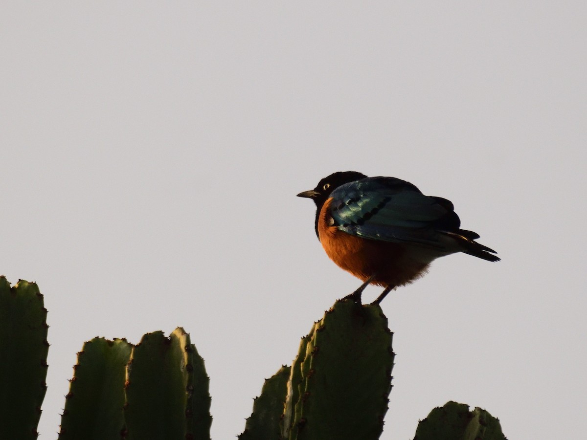 Superb Starling - ML620576522