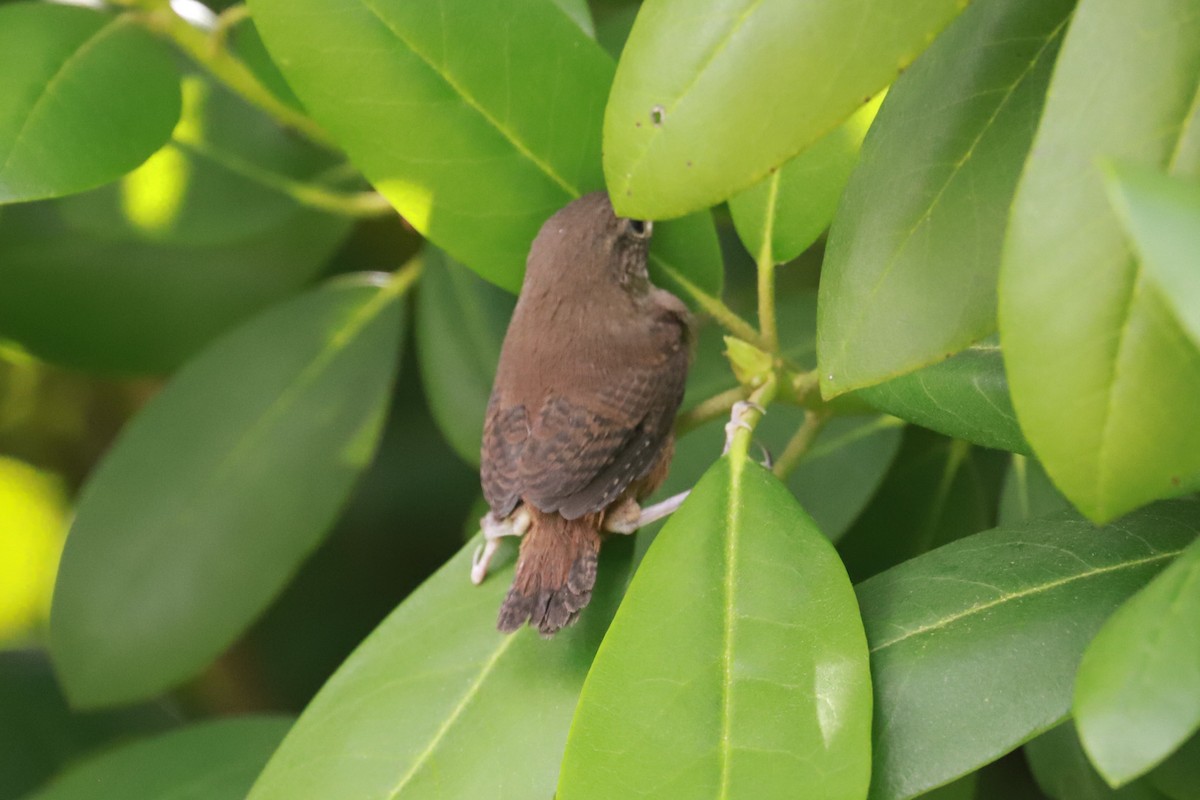 House Wren - ML620576527