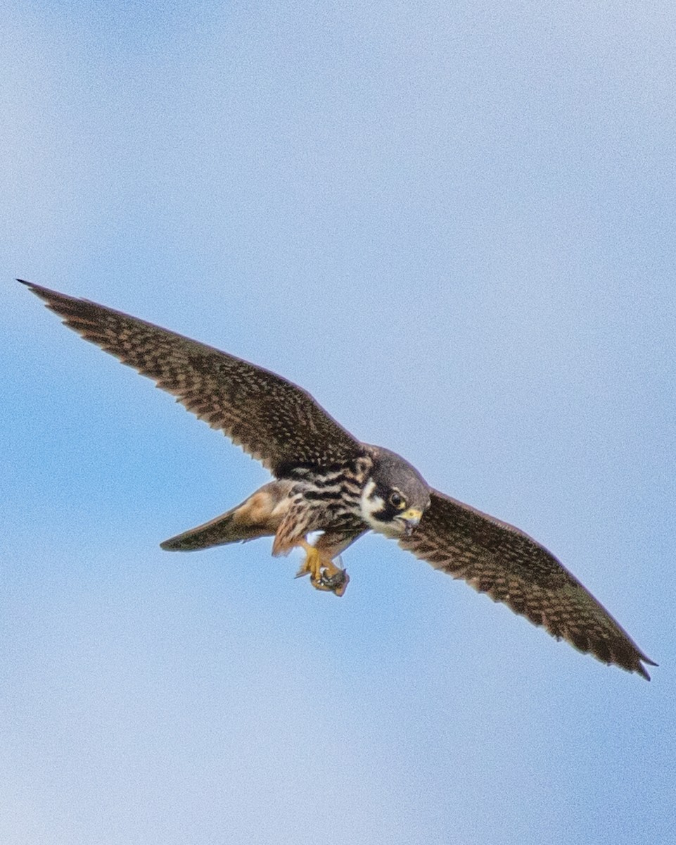 Eurasian Hobby - ML620576528