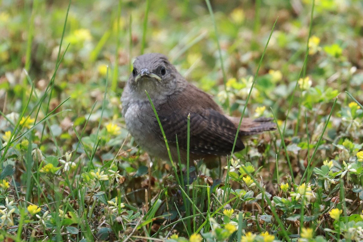 House Wren - ML620576529