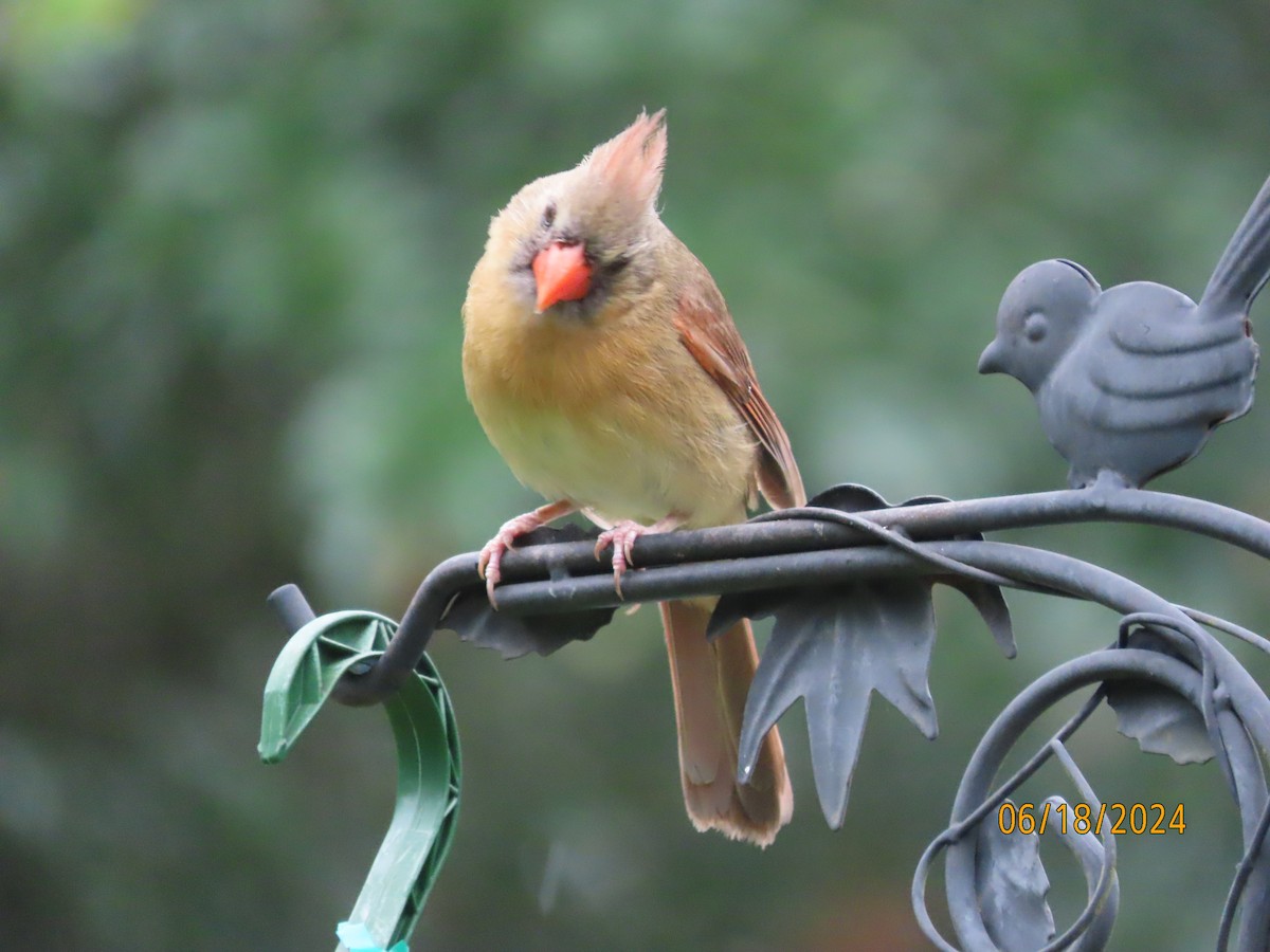 Northern Cardinal - ML620576539