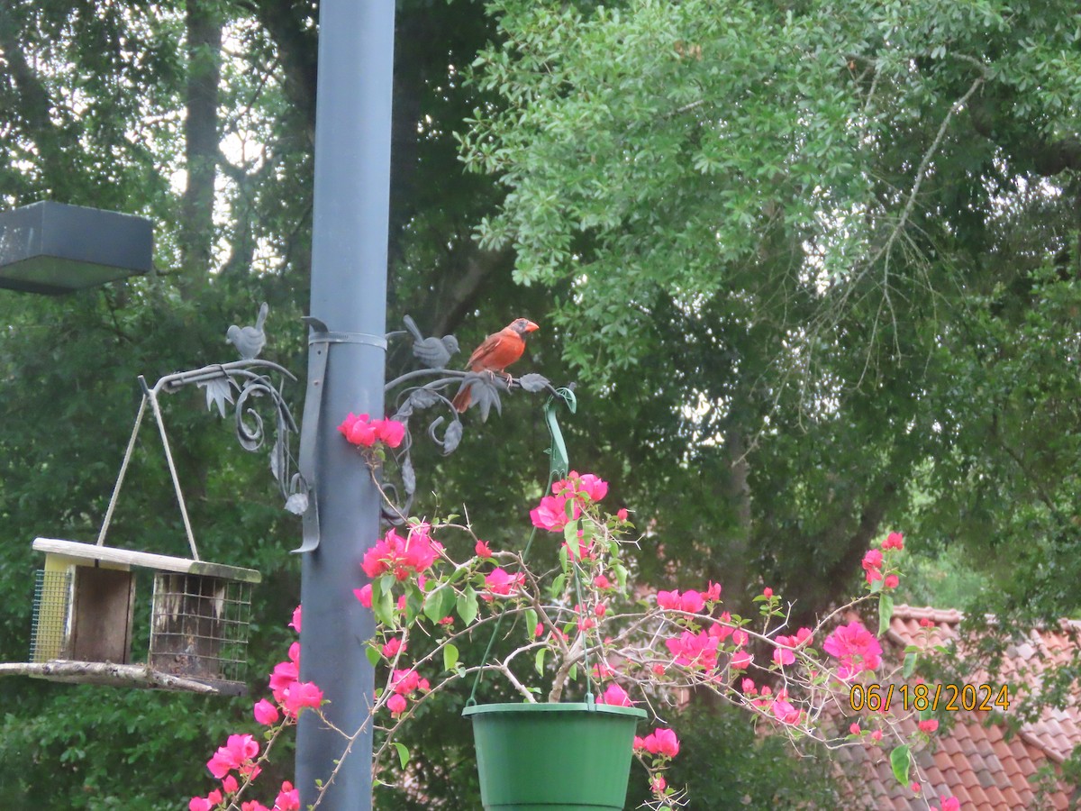 Northern Cardinal - Susan Leake