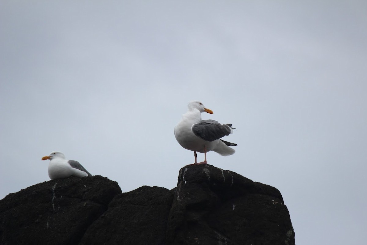 Gaviota Occidental - ML620576547