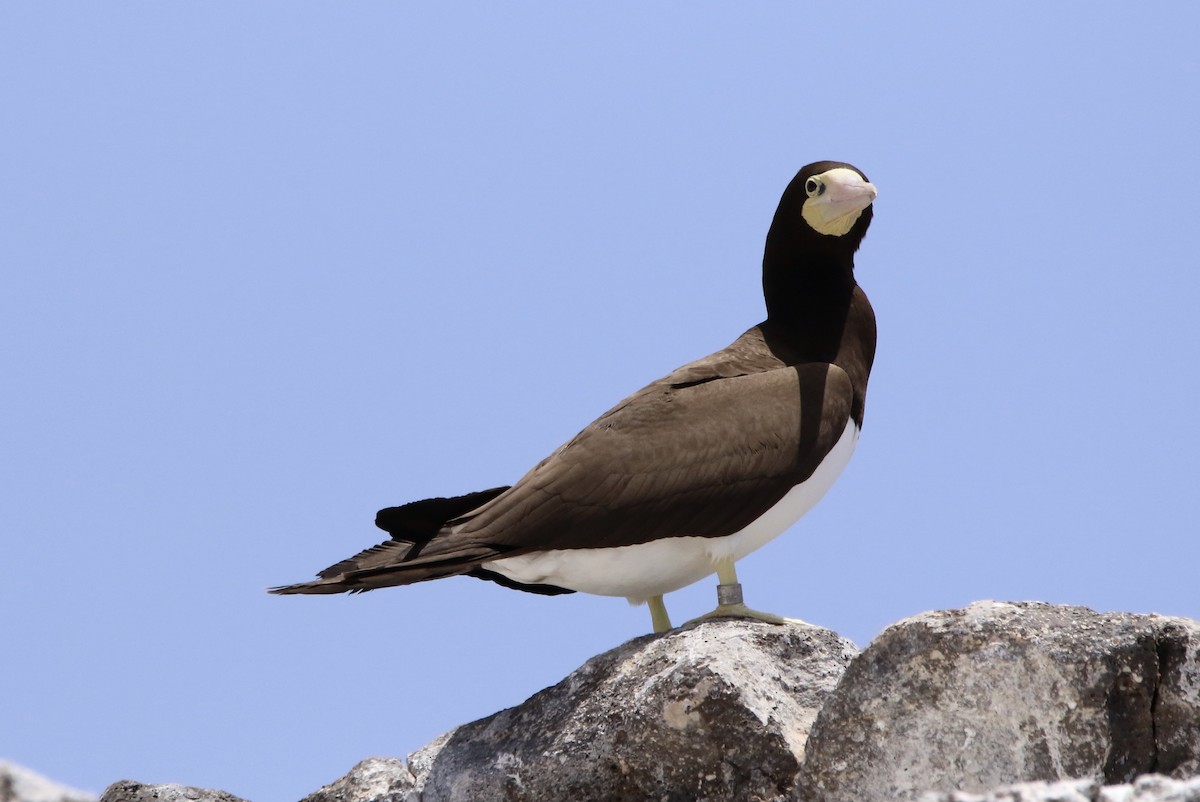 Brown Booby - ML620576550