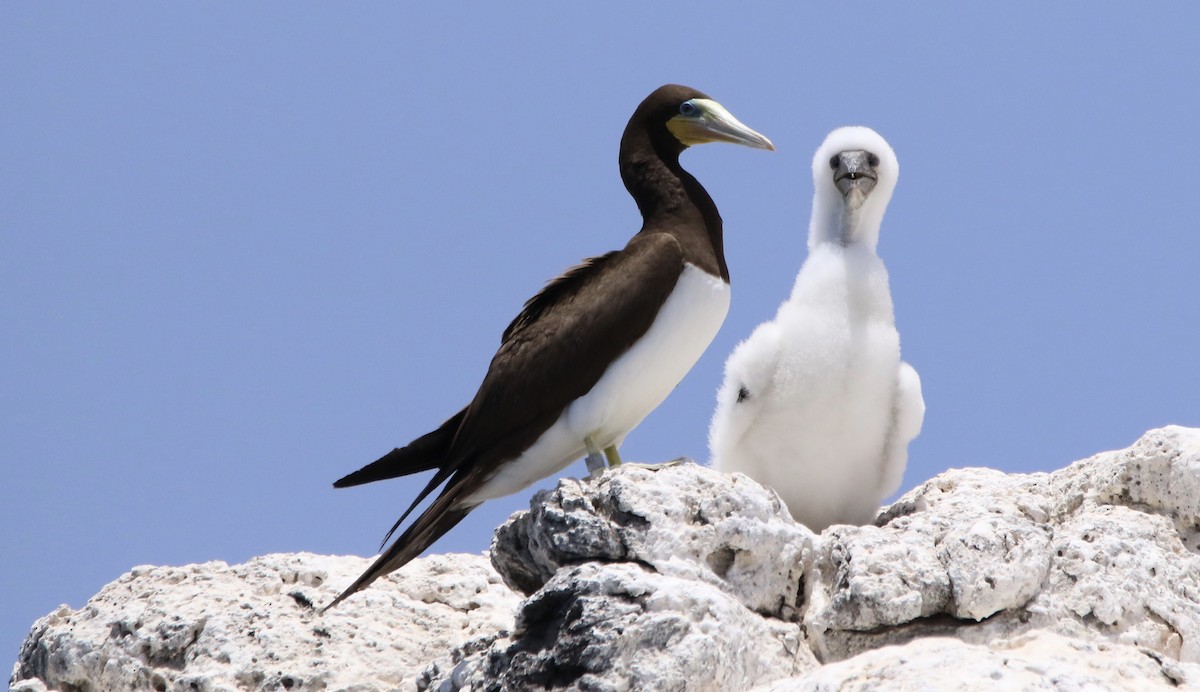 Brown Booby - ML620576552