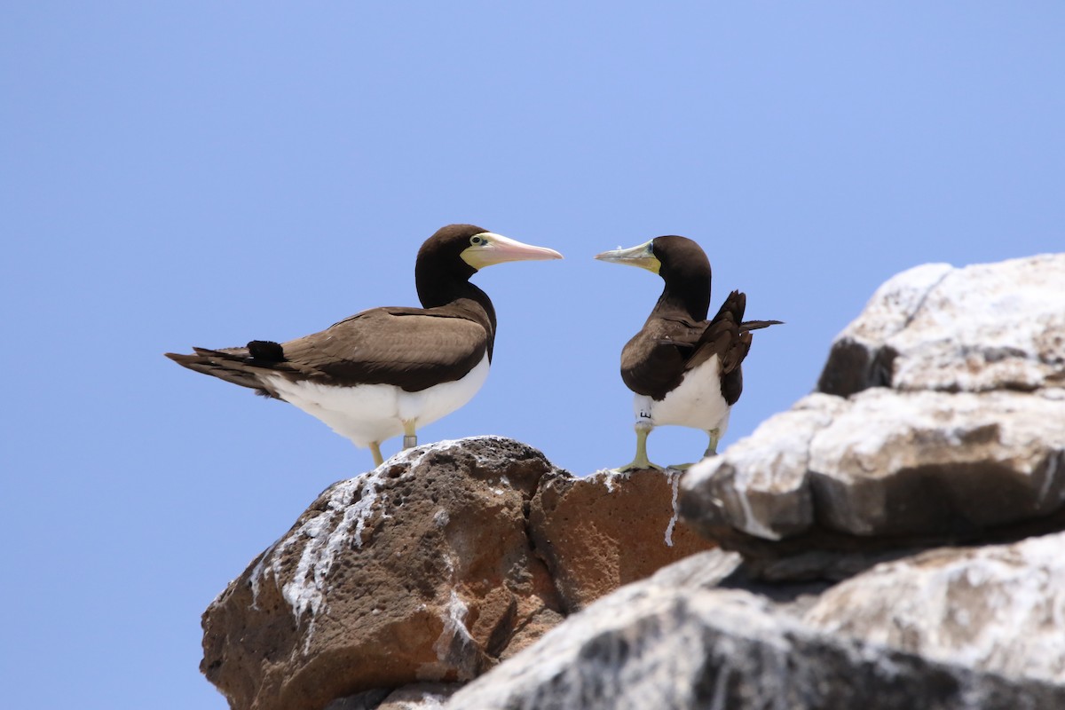 Brown Booby - ML620576554