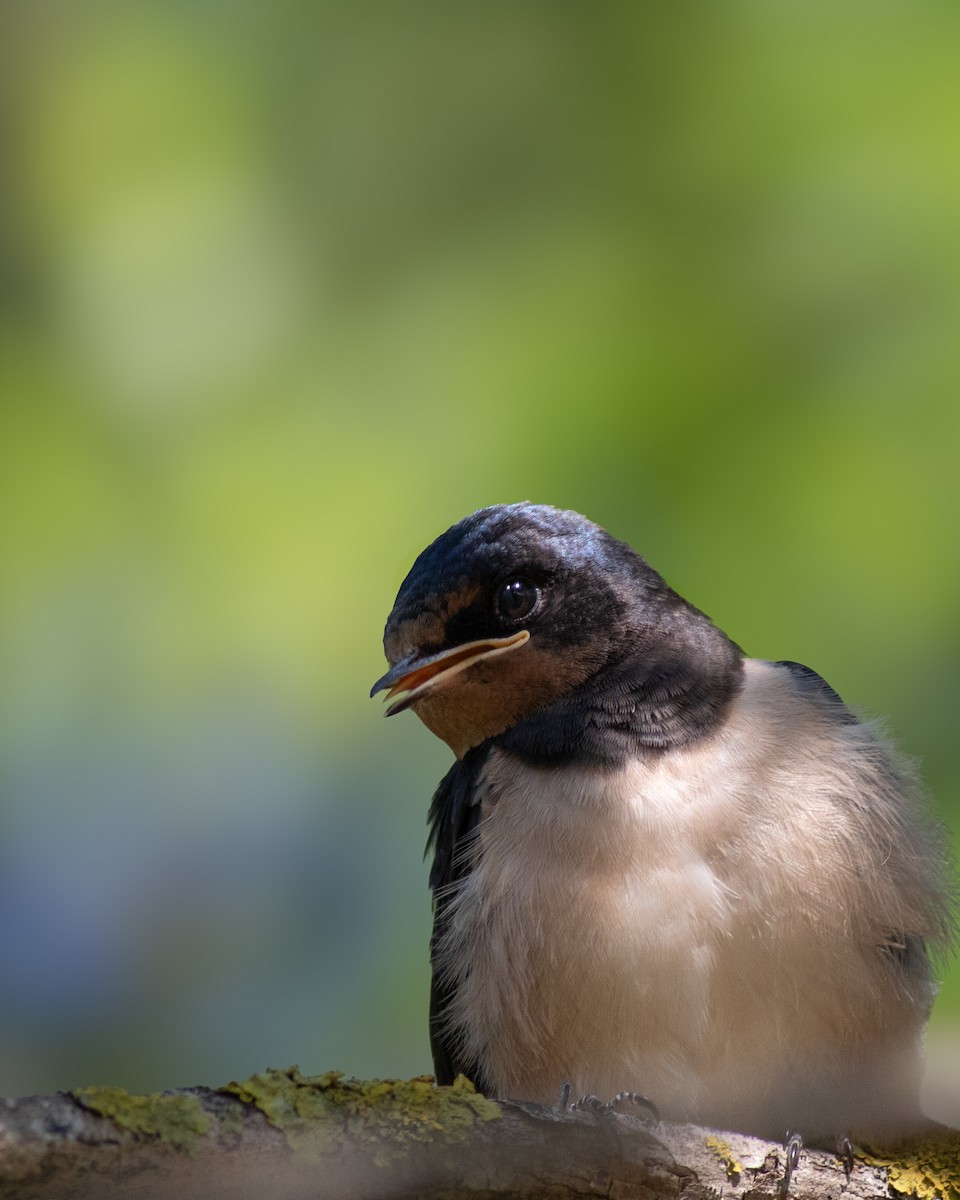 Barn Swallow - ML620576562