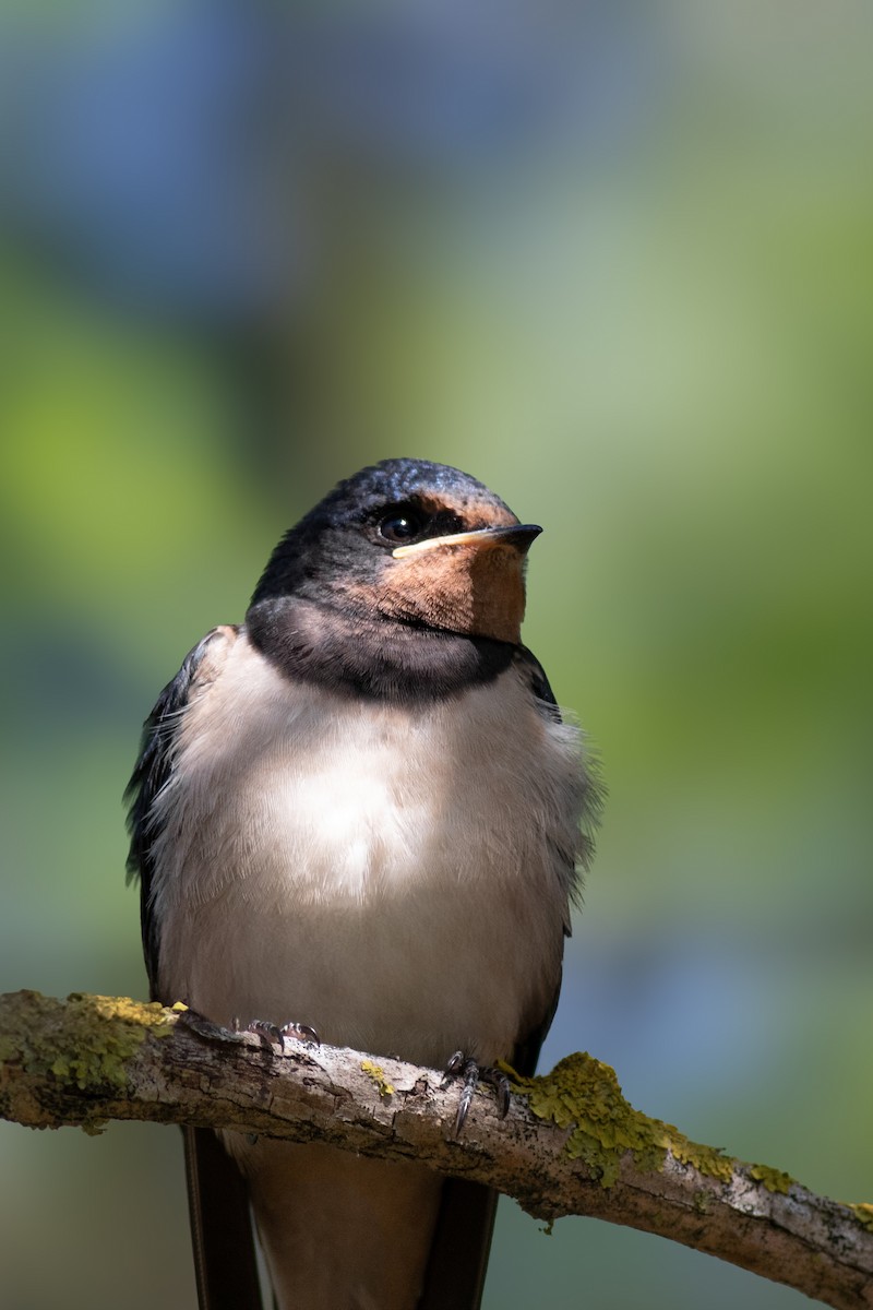 Barn Swallow - ML620576563