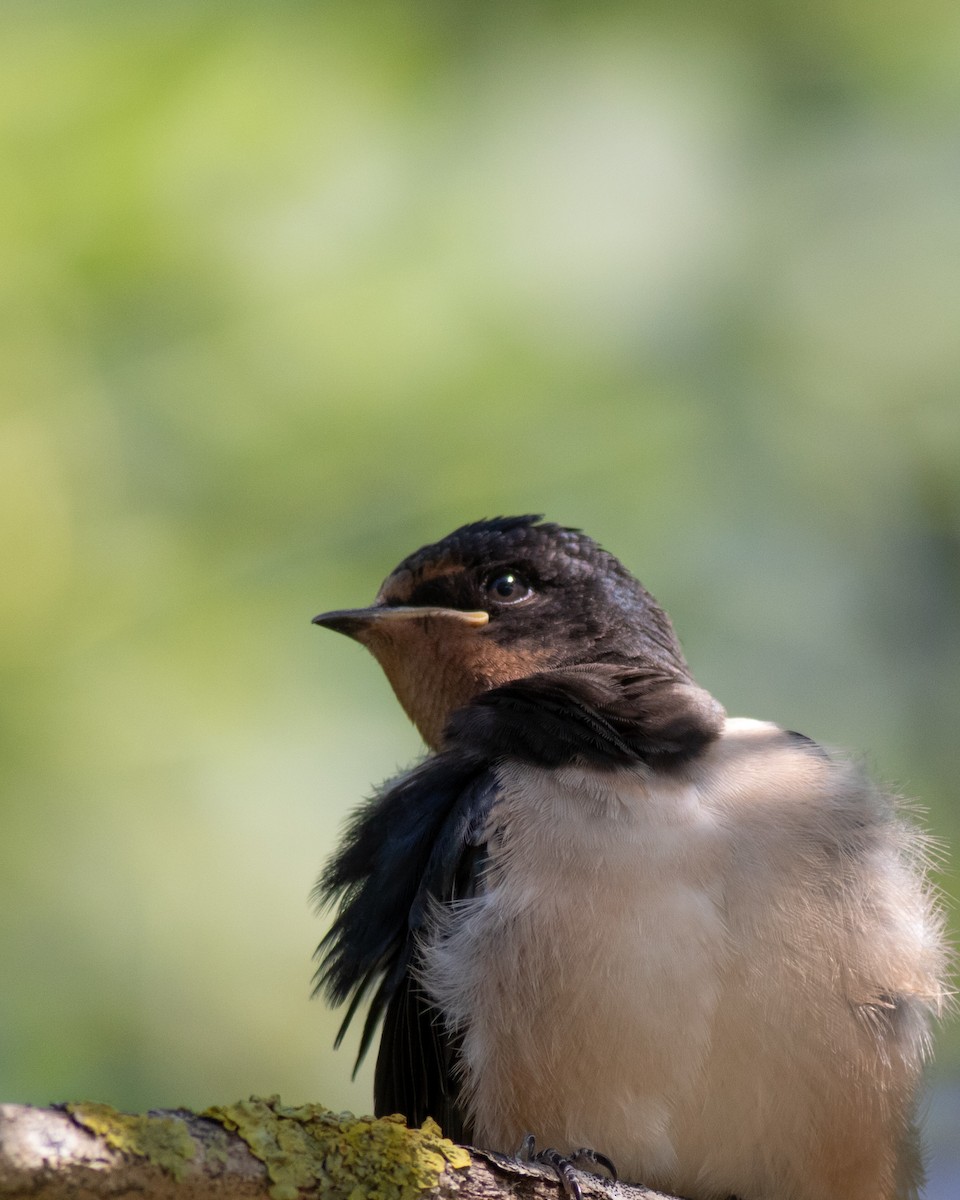 Barn Swallow - ML620576564