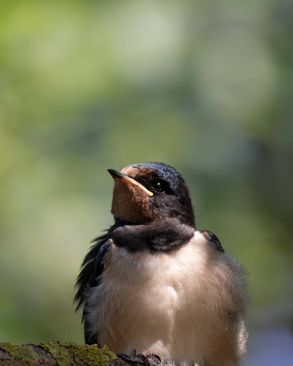 Barn Swallow - ML620576566