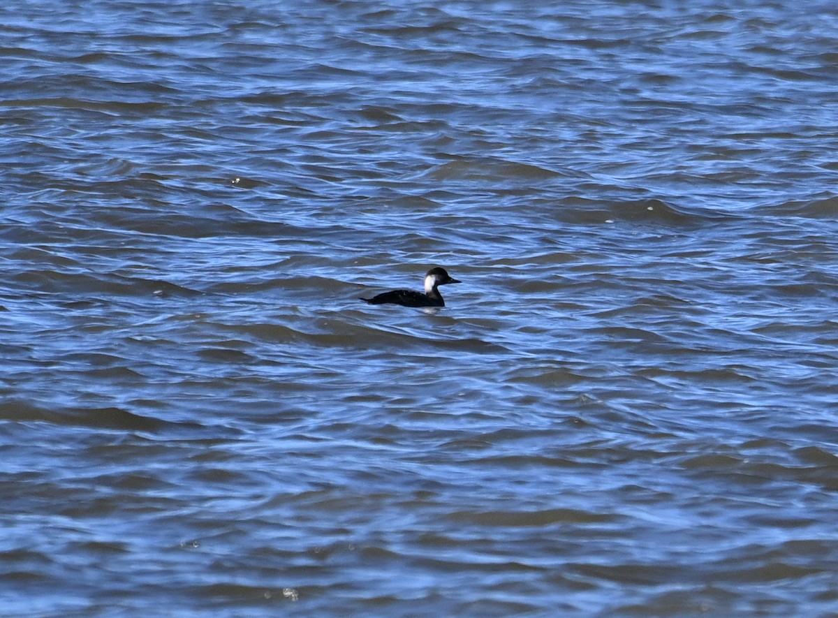 Common Scoter - ML620576575