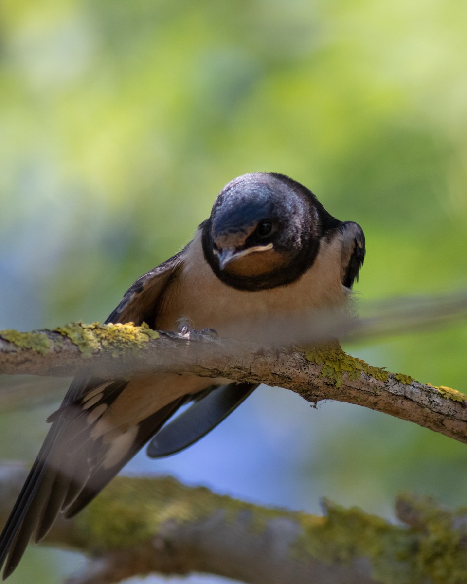 Barn Swallow - ML620576577