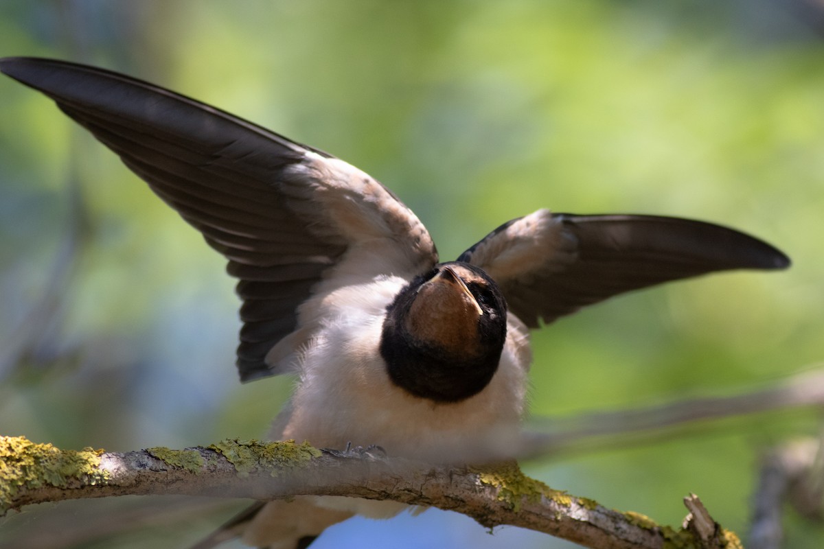 Barn Swallow - ML620576579