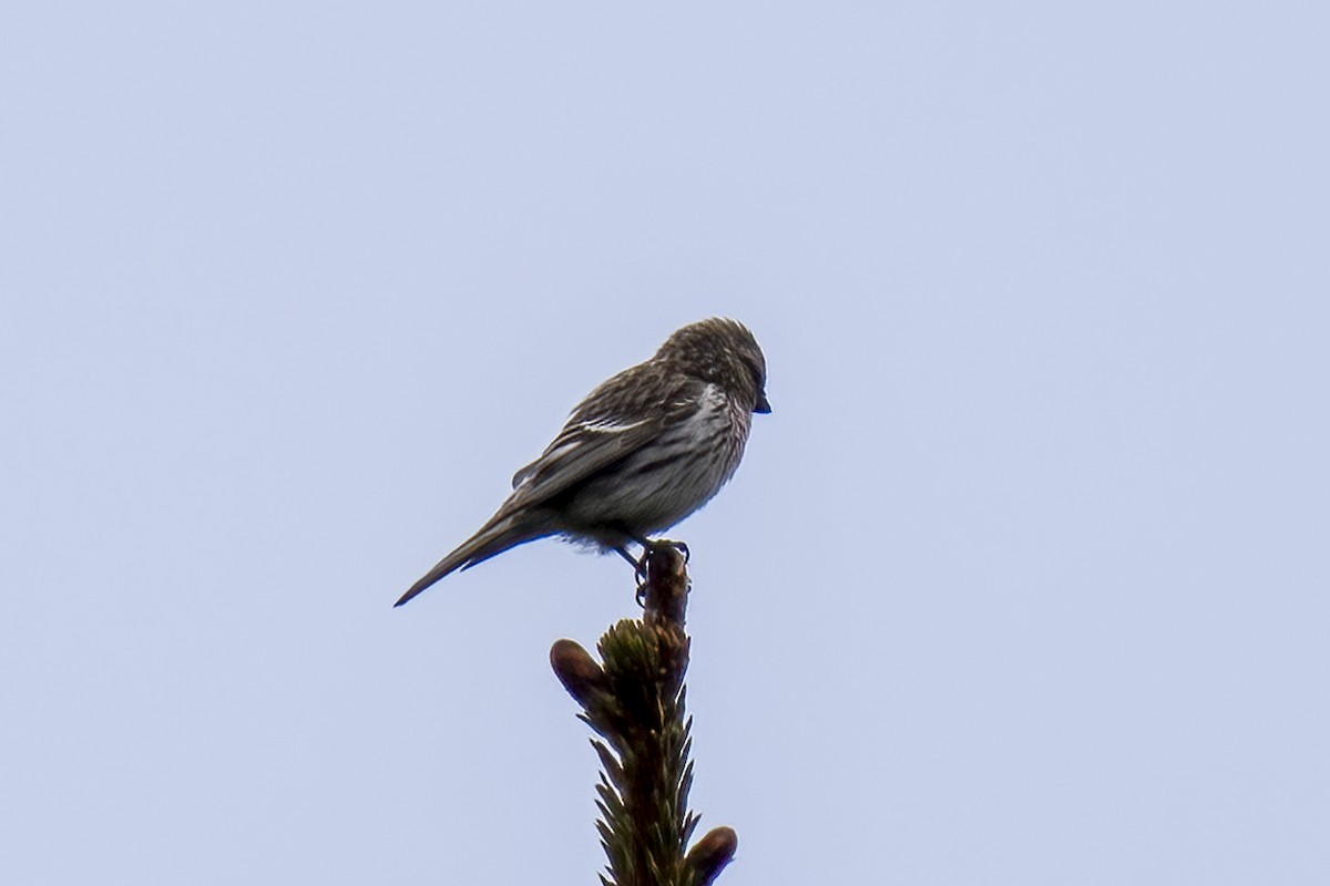 Common Redpoll - ML620576585