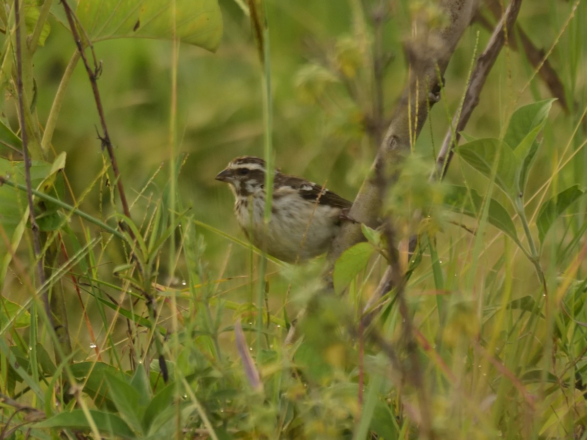 Reichenow's Seedeater - ML620576589