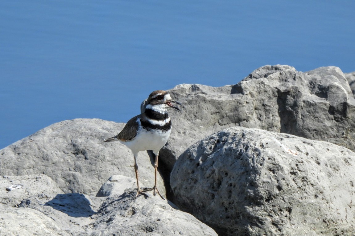 Killdeer - ML620576590