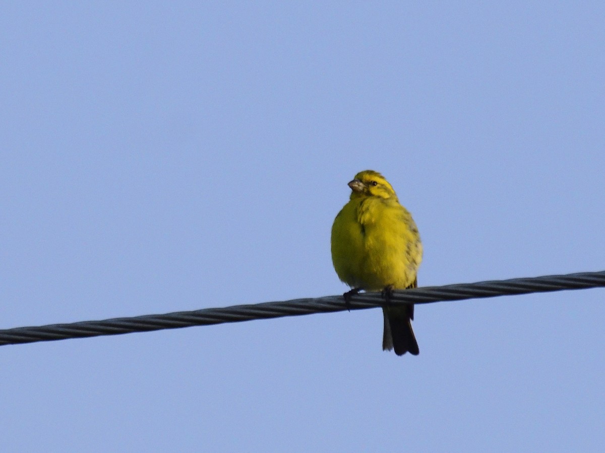 Brimstone Canary - ML620576598