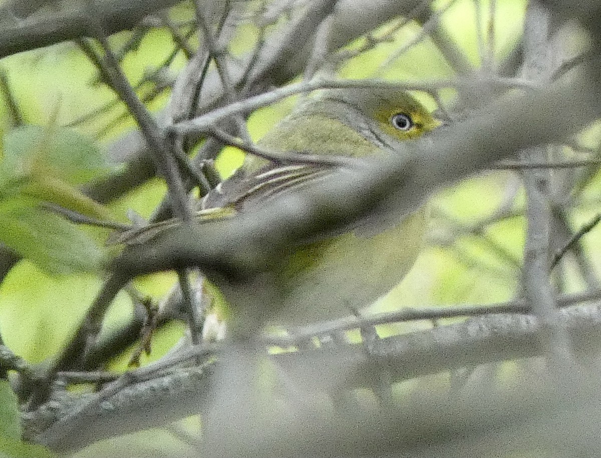 White-eyed Vireo - ML620576603