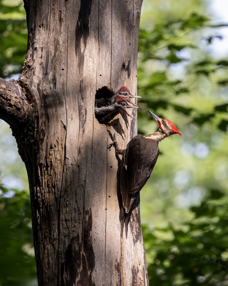 Pileated Woodpecker - ML620576634