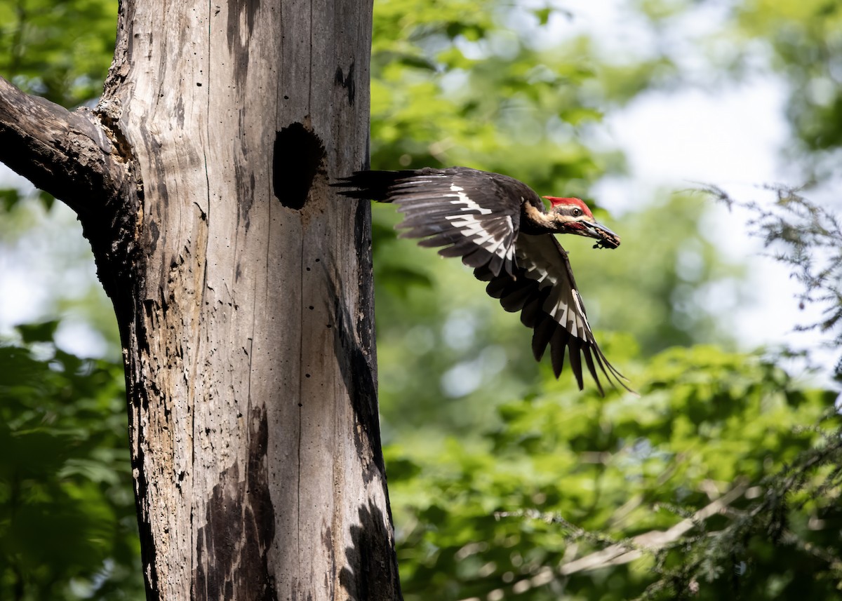 Pileated Woodpecker - ML620576636