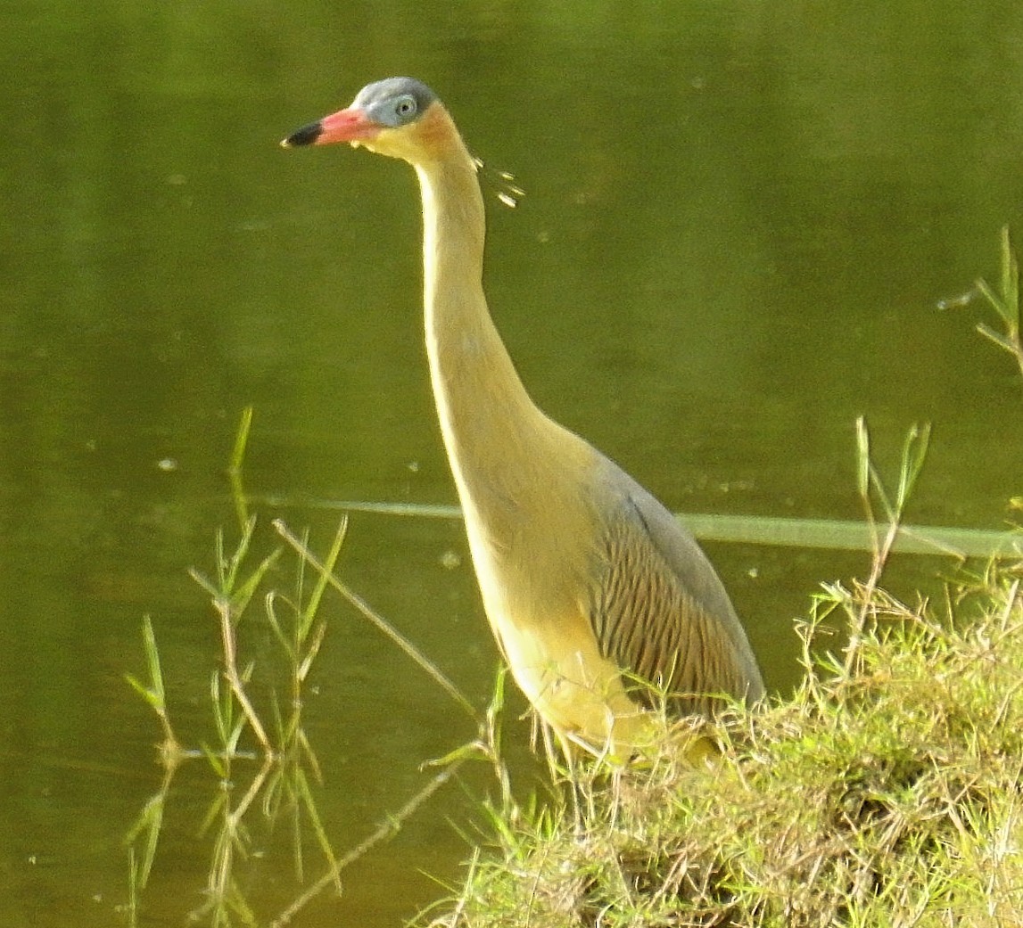 Whistling Heron - ML620576651