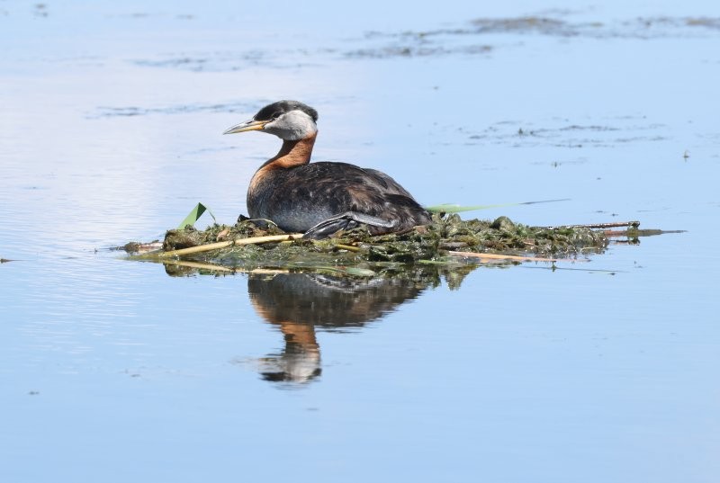 Red-necked Grebe - ML620576652