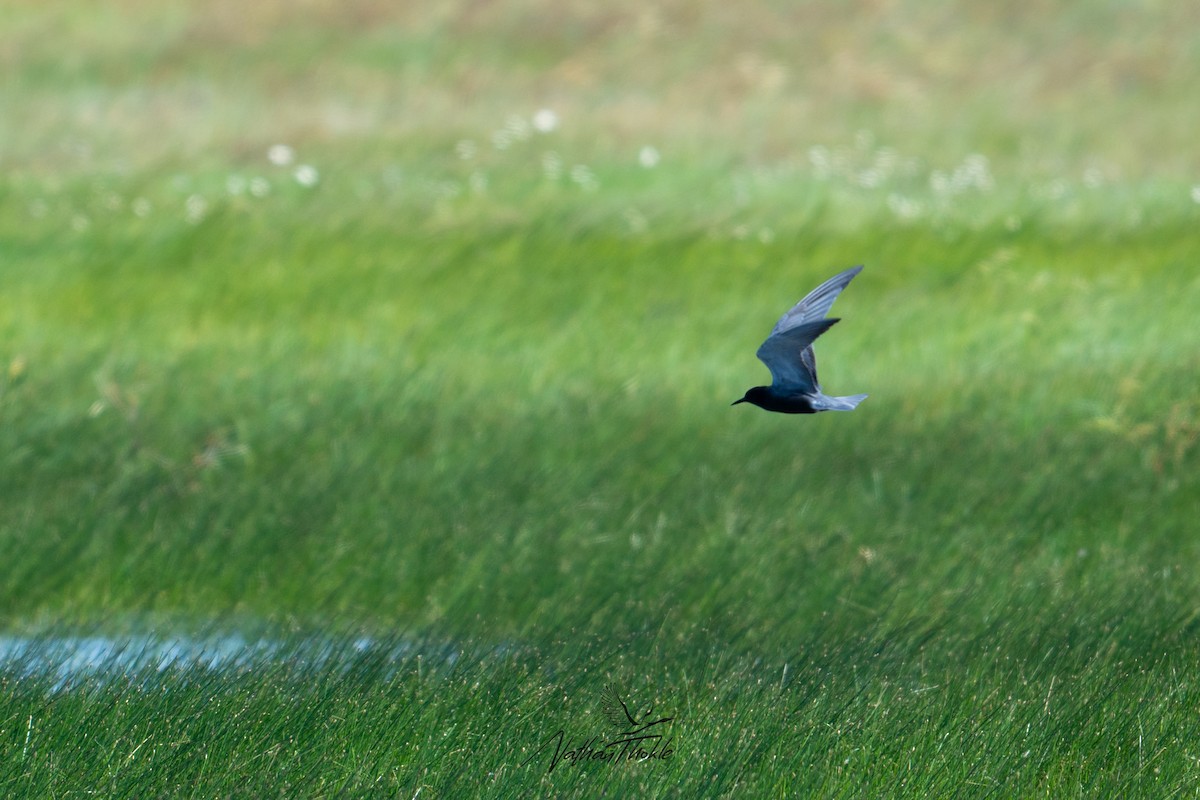 Black Tern - ML620576657